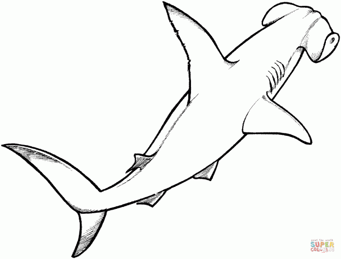 Hammerhead shark coloring page