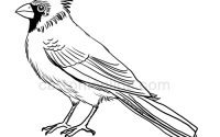 Bird cardinal drawing flying red birds line drawings tattoo sketches cardinals flight blue sketch wild wallpaper pencil reference tattoos white