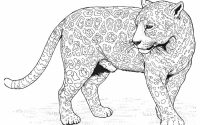 Panther coloring pages