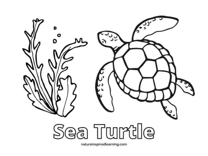 Coloring pages of sea turtles