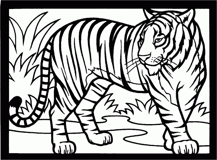 Printable tiger coloring pages