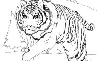 Printable tiger coloring pages