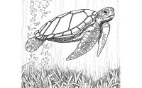 Coloring pages of sea turtles