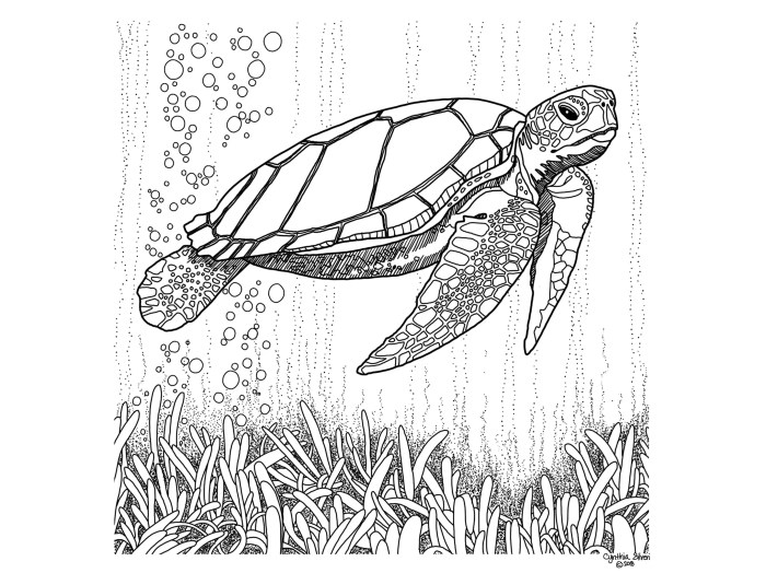 Coloring pages of sea turtles